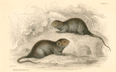 Vannsmus Arvicola terrestris, også kjent som svartvannsrotten, 1828 av Unbekannt