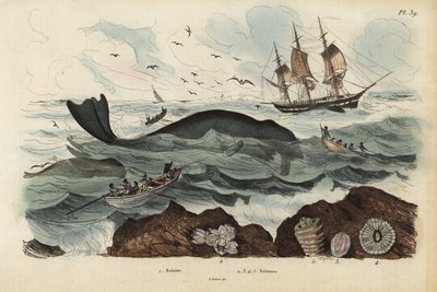 Hvalfangere som jakter på en nordatlantisk retthval, Eubalaena glacialis, truet 1, og havkake 2-5. Baleine, Balenes av Unbekannt