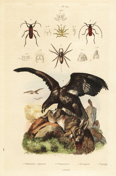 White-tailed sea eagle, Haliaeetus albicilla 5, and prey, water spider, Argyroneta aquatica 1, Purpuricenus beetles 2 av Unbekannt