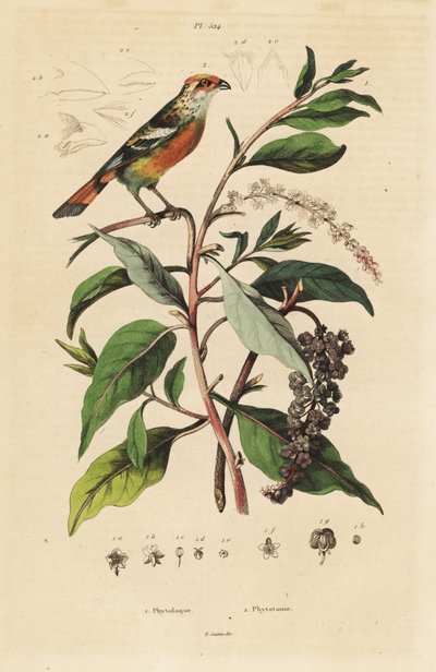 Hvittippet plantekutter, Phytotoma rutile Phytolacca americana, amerikansk pokeweed av Unbekannt