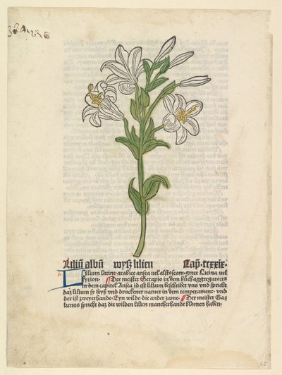 White Lily, illustrasjon fra Gart der Gesundheit Sch.4332, 28. mars 1485. av Unbekannt
