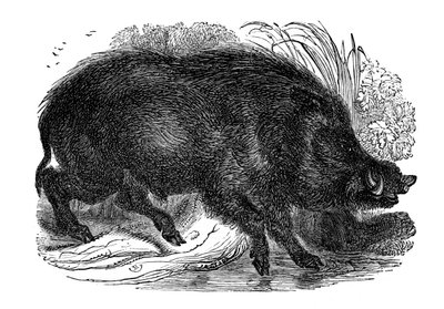 Villsvin, 1848 av Unbekannt