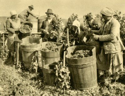 Vinhøst nær Baden bei Wien, Niederösterreich, c1935. av Unbekannt
