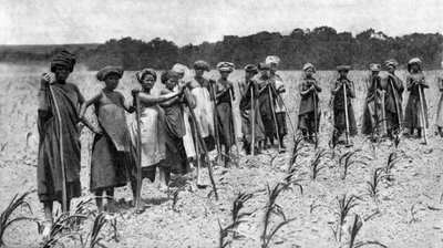Kvinner som hakker et maisfelt, Sør-Afrika, ca 1923 av Unbekannt