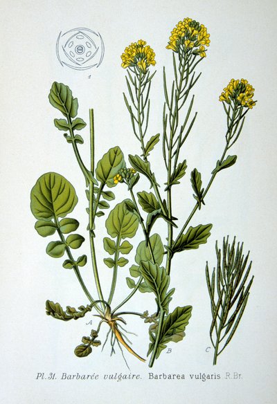 Gul rakett, 1893 av Unbekannt