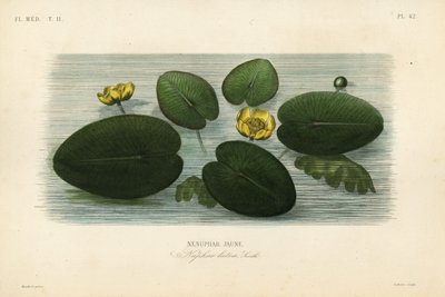 Gul vannlilje, Nuphar lutea, Nenuphar lutea, Nenuphar jaune av Unbekannt