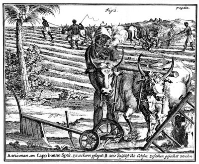 Yoking okser og pløyefelt, Sør-Afrika, 1700-tallet 1931 av Unbekannt