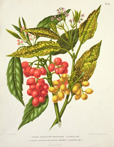 Aucuba japonica hybrid macrocarpa og Fructu variabili, av A. Koster (1800-tallet) (trykk) av Unbekannt Unbekannt