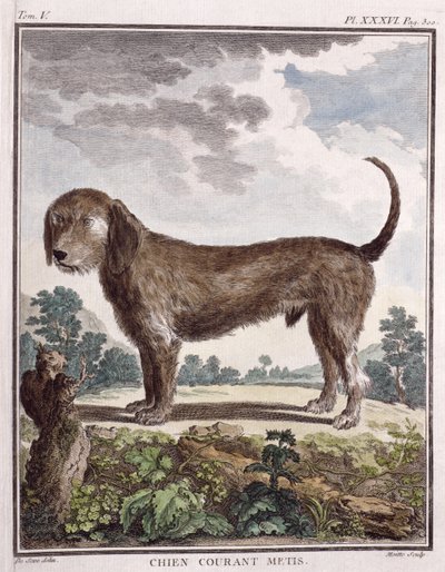 Cross Breed Dog (farget trykk) av Unbekannt Unbekannt