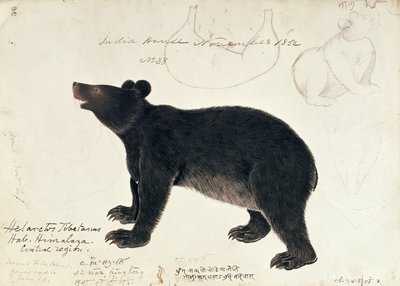 Tegning av en asiatisk svartbjørn, Ursus Tibetanus, fra den sentrale delen av Himalaya av Unbekannt Unbekannt