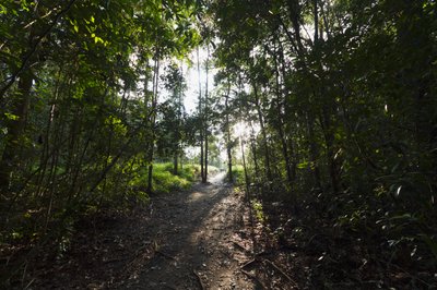 Sti i jungelen ved Camp Leaky, Tanjung Puting nasjonalpark, Central Kalimantan, Borneo, Indonesia av Unbekannt Unbekannt