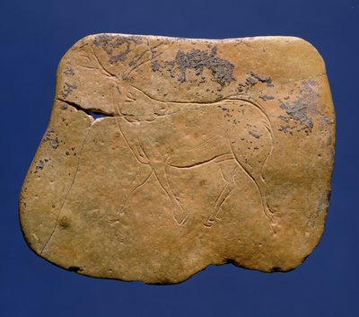 Reinsdyr, innskåret tegning på kalkstein, paleolitikum, Magdalenian V, fra Laugerie Basse, Dordogne, ca. 12000 f.Kr. av Unbekannt Unbekannt