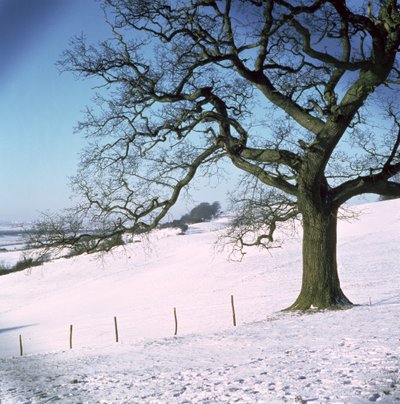 Vinterlandskap, Hockley Downs, Essex av Unbekannt Unbekannt