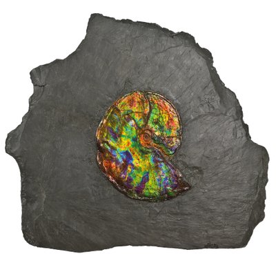 En stor iriserende ammonitt, fra Canada (fossil) av Unbekannt