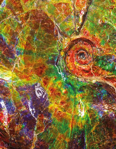 En stor iriserende ammonitt, fra Canada (fossil) av Unbekannt