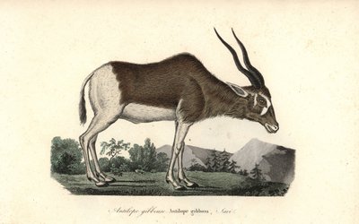  av Unbekannter Künstler