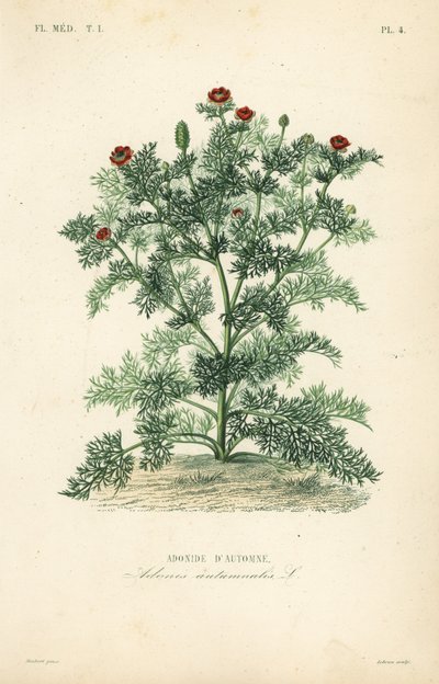 Adonis blomst eller fasanøye, Adonis ettårig, Adonis autumnalis, Adonis d