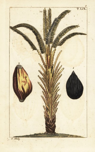 African oil palm tree with fruit, Elaeis guineensis.   1409575   no       norwegian Successfully Translated  Original: Illustration til "Halvhundrede Fabler for Børn" af Hey Translat: Illustration til "Halvhundrede Fabler for Børn" af Hey 1282471 no norweg av Unbekannter Künstler