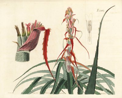 Aguava, Bromelia alsoides (smalbladet ananas, Bromelia sylvestris). Håndkolorert kobberstikk av Weddell etter en botanisk illustrasjon av John Curtis fra William Curtis#39; Botanical Magazine, Samuel Curtis, London. av Unbekannter Künstler