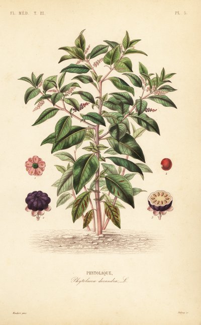 Amerikansk pokeweed, Phytolacca americana, Phytolacca decandra, Phytolaque av Unbekannt