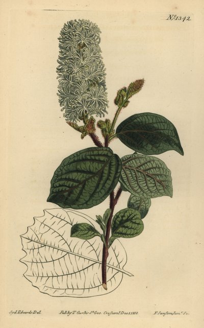 Amerikansk wych-hassel, Fothergilla gardenii (bredbladet fothergilla, Fothergilla alnifolia major) av Unbekannt