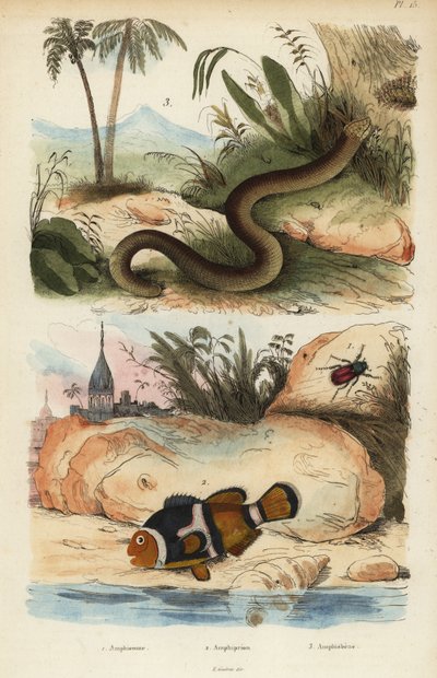 Amphicoma scullelata 1, saddleback klovnefisk, Amphiprion polymnus 2 og hvit ormøgle, Amphisbaena alba 3. Amphiprion laticlavius Amphicome, Amphiprion, Amphisbene av Unbekannt