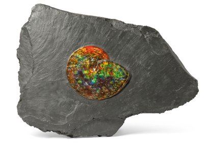 En iriserende ammonitt, fra Canada (fossil) av Unbekannt