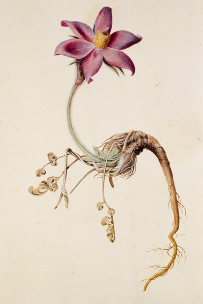 Anemone pulsatilla/Anenome pulstaille av Unbekannt