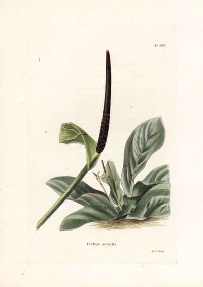 Anthurium-fuglerede eller anthuriumkål (Pothos acaulis) - Litografi av George Cooke, for det britiske magasinet Conrad Loddiges Botanical Cabinet (1738-1826) av Unbekannter Künstler