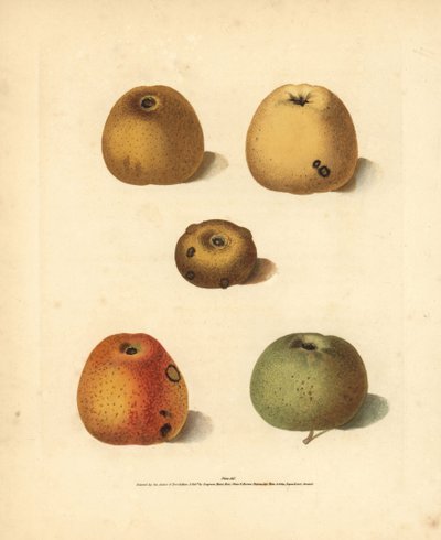 Eplesorter, Malus domestica: Franklins Golden Pippin, Blanchards Pippin, Golden Pippin, Golden Knob og Robertsons Pippin. Håndkolorert stiplet gravering av en illustrasjon av George Brookshaw fra hans egen «Pomona Britannica», London, Longman,  av Unbekannter Künstler