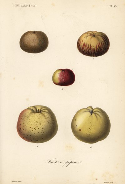 Eplesorter, Malus pumila av Unbekannt