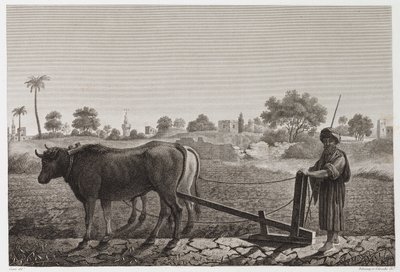 Jordbruk, pløying Pløying med okser, Egypt, ca 1798 av Unbekannt