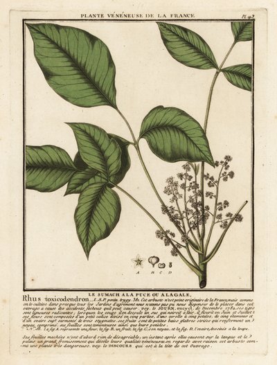 Atlantisk gifteik, Toxicodendron pubescens. av Unbekannter Künstler