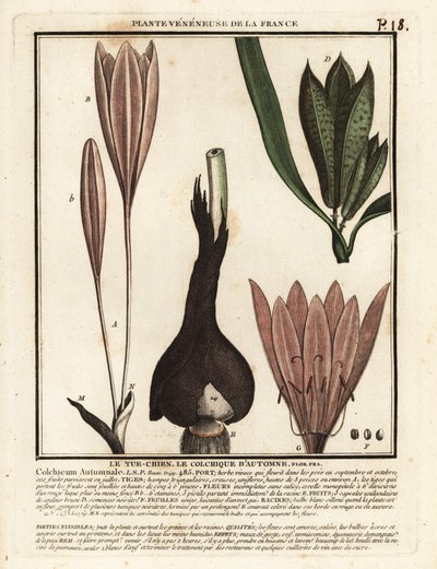 Høstkrokus, Colchicum autumnale. av Unbekannter Künstler