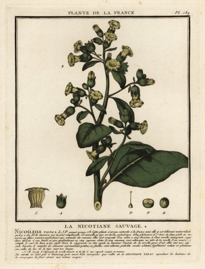 Aztekisk tobakk, Nicotiana rustica. av Unbekannter Künstler