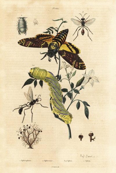 Kulelav, Sphaerophorus globulus 1, Dynamene krepsdyr 2, graveveps, Sphex-arter 3,4 og afrikansk dødshodehaukmott, Acherontia atropos og larve 5 av Unbekannt