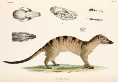 Båndet palme civet, Indonesia av Unbekannter Künstler