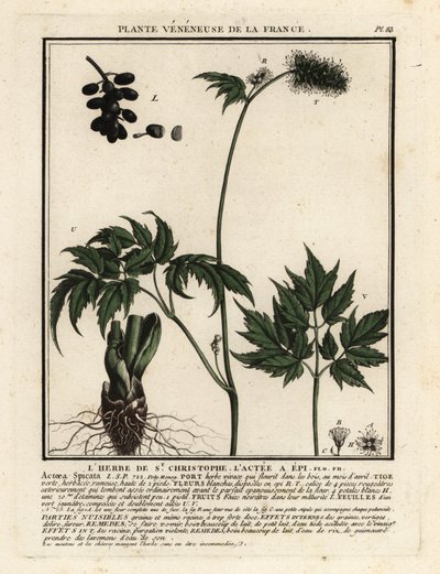 Banebær, Actaea spicata. av Unbekannter Künstler