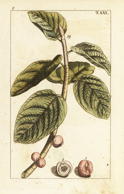 Banyan fikengren med frukt, Ficus benghalensis. av Unbekannter Künstler