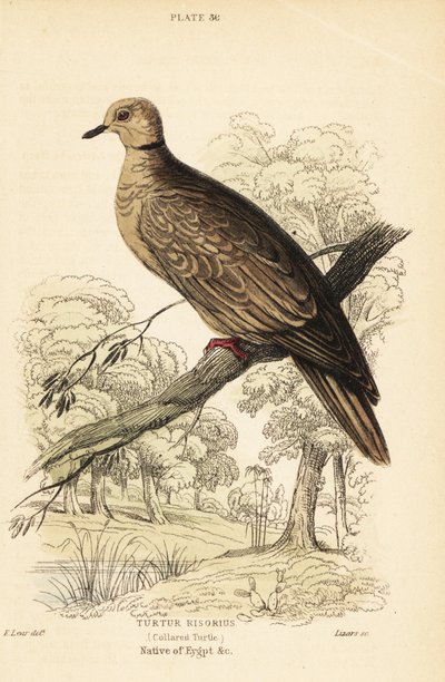 Barbaridue, Streptopelia risoria. 1889 (gravering) av Unbekannter Künstler