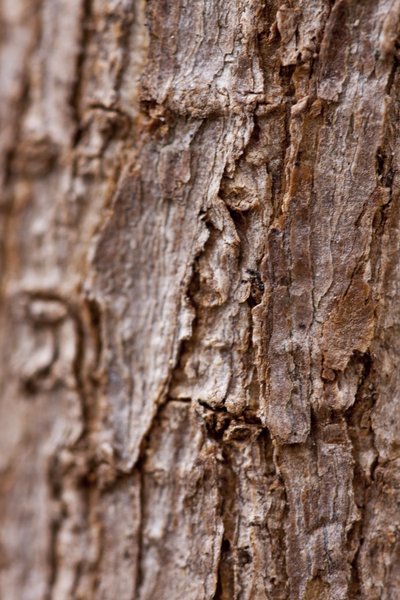 Bark II (fotografi) av Unbekannter Künstler