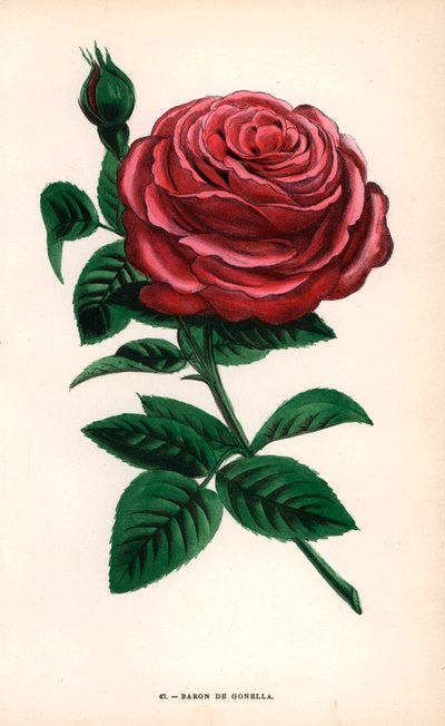 Baron de Gonella-rosen, en variant av Ile-Bourbon-rosen, dyrket av Monsieur Guillot Sr. i Lyon i 1859. Kromolitografi tegnet og litografert etter naturen av F. Grobon fra Hippolyte Jamain og Eugene Forneys «Les Roses», Paris, J. Rothschild av Unbekannter Künstler