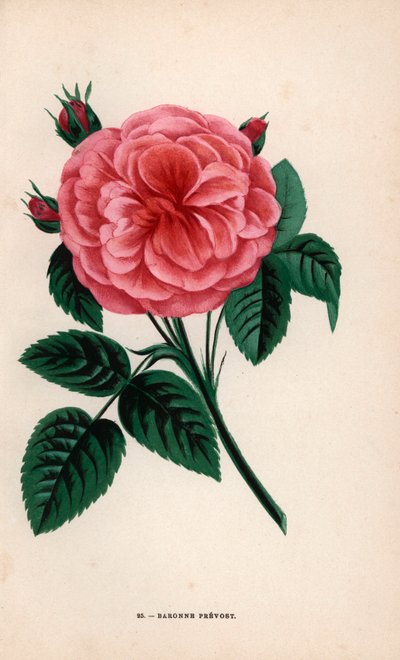Baroness Prevost-rose, hybrid dyrket av Monsieur Desprez i Yebles nær Melun i 1843. Kromolitografi tegnet og litografert etter naturen av F. Grobon fra Hippolyte Jamain og Eugene Forneys «Les Roses», Paris, J. Rothschild av Unbekannter Künstler