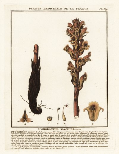 Sengehalm sopelime; Orobanche caryophyllacea. av Unbekannter Künstler