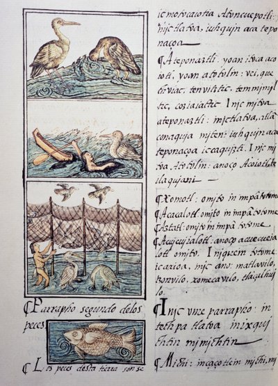 Fuglejakt på innsjøen, side fra den florentinske kodeksen, tospråklig versjon på spansk og Nahuatl, General History of the Things of New Spain, av den spanske misjonæren Fray Bernardino de Sahagun (1499-1590). Aztekisk sivilisasjon av Benjamin Baud