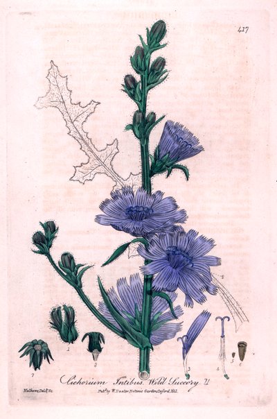 Bitter sikori (Cichorium intybus) botanisk tallerken fra «British Phaenogamous Botany» av William Baxter og Charles Mathews 1841 av Unbekannter Künstler