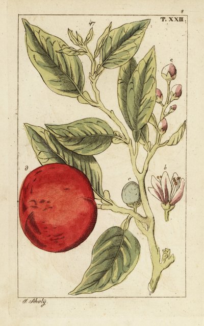 Bitter appelsin eller Sevilla appelsin, Citrus x aurantium. av Unbekannter Künstler