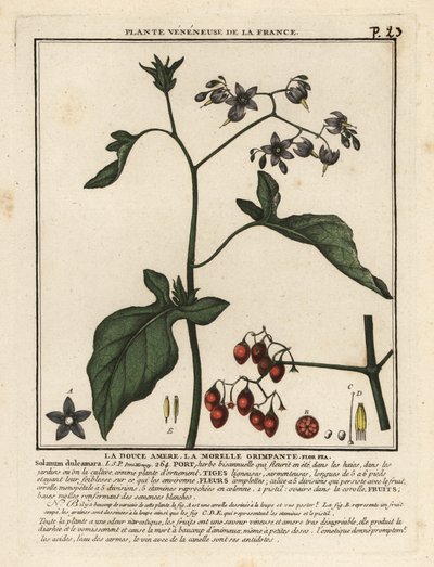 Bittersøt nattskygge, Solanum dulcamara. av Unbekannter Künstler