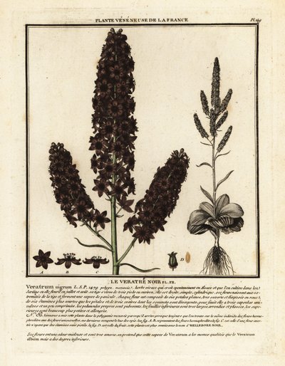 Svart falsk hellebore, Veratrum nigrum. av Unbekannter Künstler