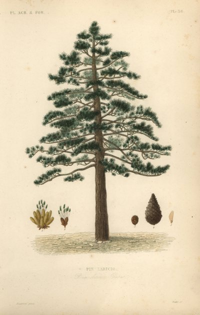 Svart furu eller østerriksk furu, Pinus nigra subsp av Unbekannt